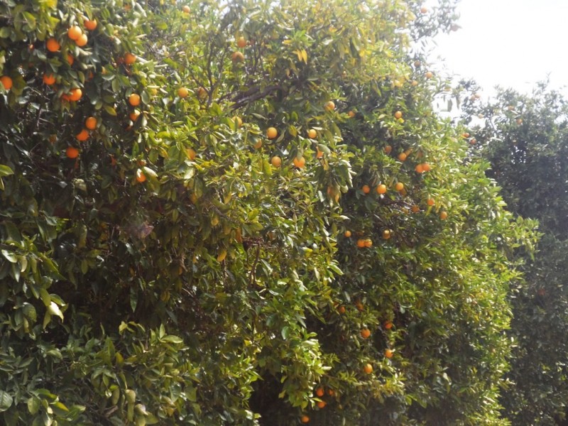 - Anderson Road, Loxton SA 5333