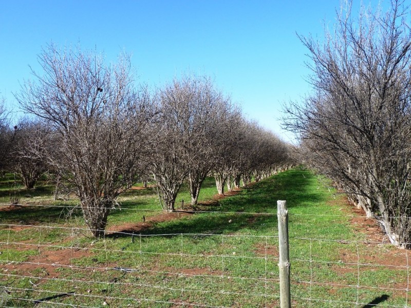 144-158 Derrick Road, Loxton SA 5333