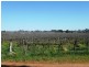 144-158 Derrick Road, Loxton SA 5333