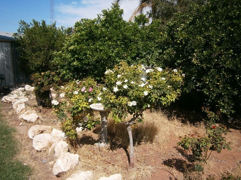 14 Miller Street, Waikerie SA 5330