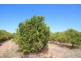 Lot 5 Eastern Road, Monash SA 5342