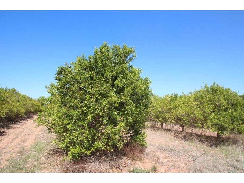 Lot 5 Eastern Road, Monash SA 5342