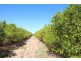 Lot 5 Eastern Road, Monash SA 5342