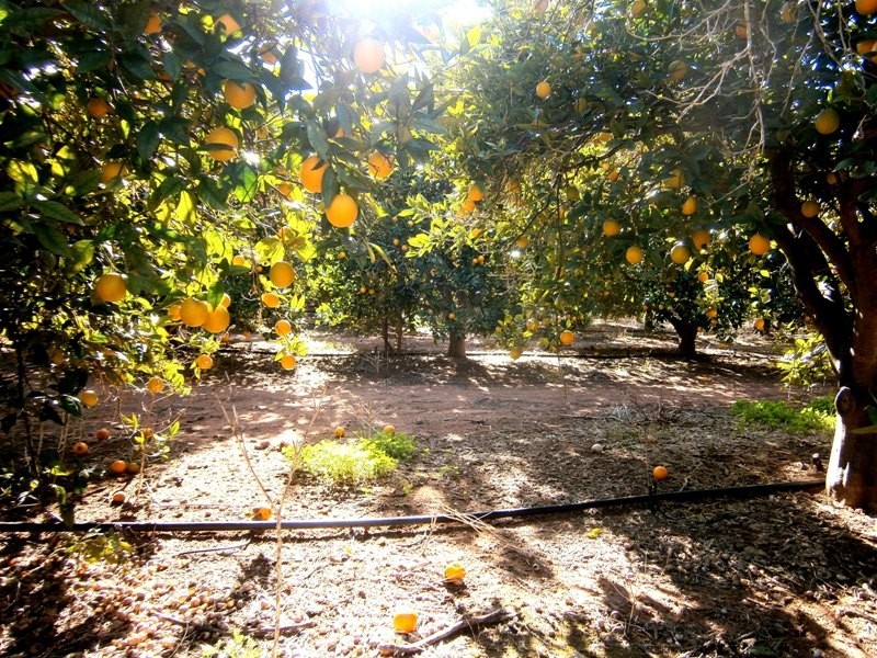 Lot 54 Rex Andrew Road, Golden Heights SA 5322