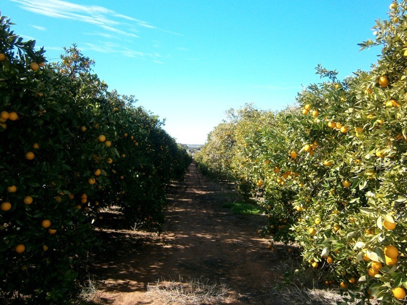 Lot 54 Rex Andrew Road, Golden Heights SA 5322