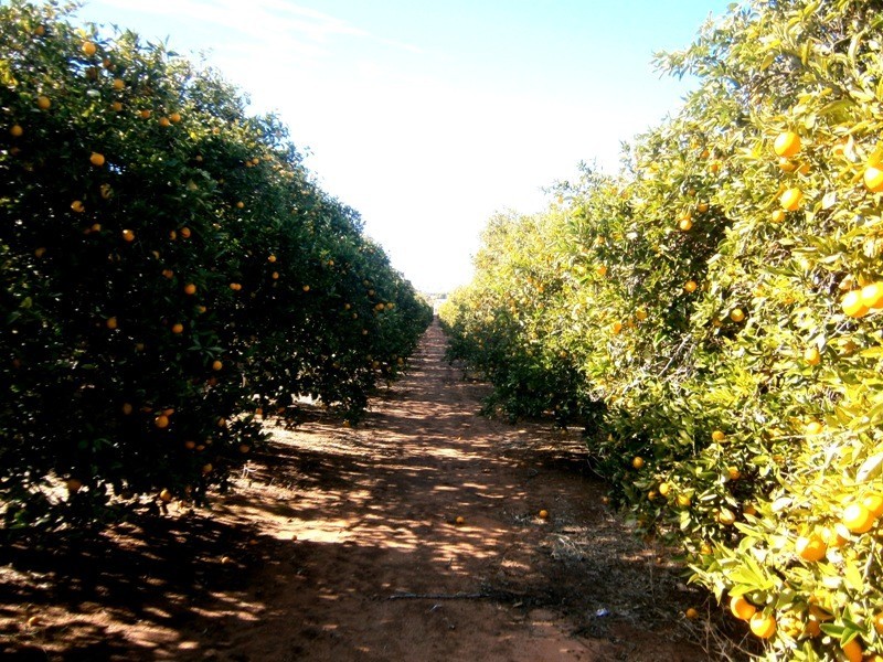 Lot 54 Rex Andrew Road, Golden Heights SA 5322