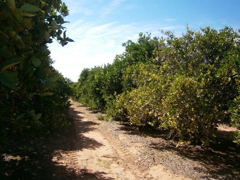 Lot 49 Rex Andrew Road, Golden Heights SA 5322