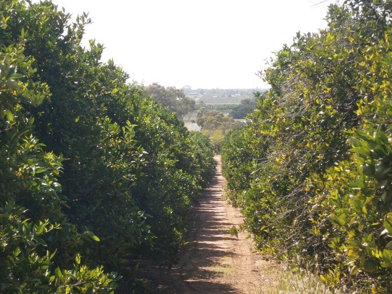 Lot 49 Rex Andrew Road, Golden Heights SA 5322