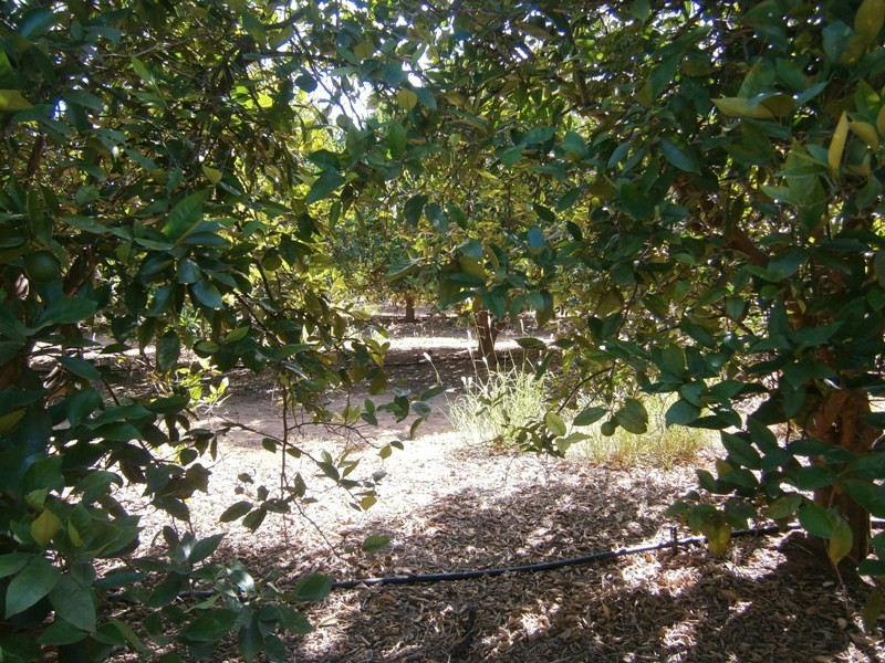 Lot 49 Rex Andrew Road, Golden Heights SA 5322