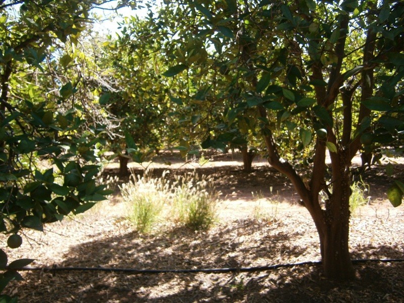 Lot 49 Rex Andrew Road, Golden Heights SA 5322