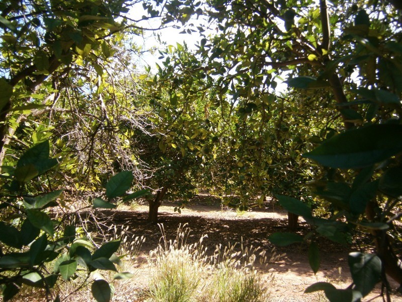 Lot 49 Rex Andrew Road, Golden Heights SA 5322