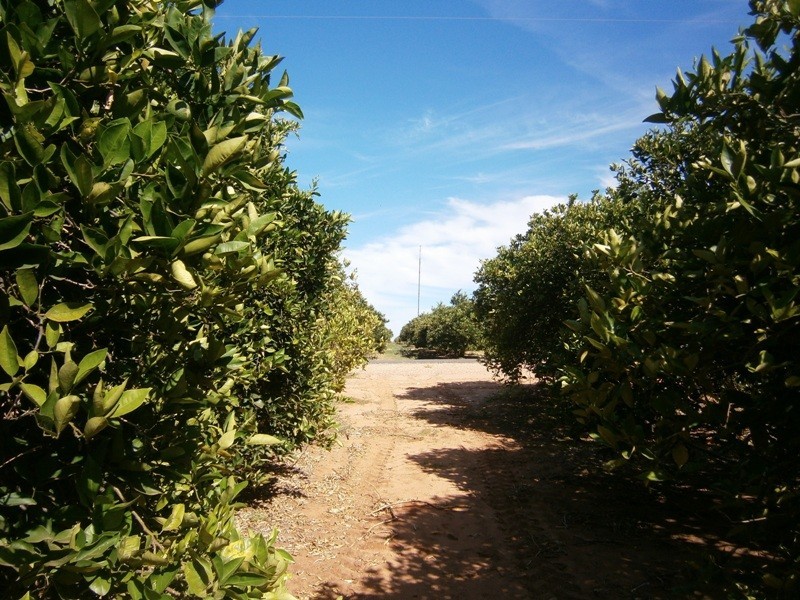 Lot 49 Rex Andrew Road, Golden Heights SA 5322