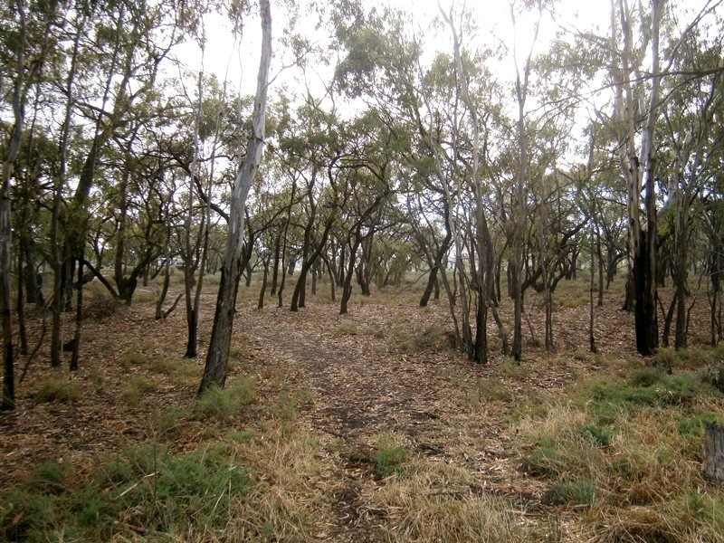 Lots 5 and 6 Law Road, Waikerie SA 5330