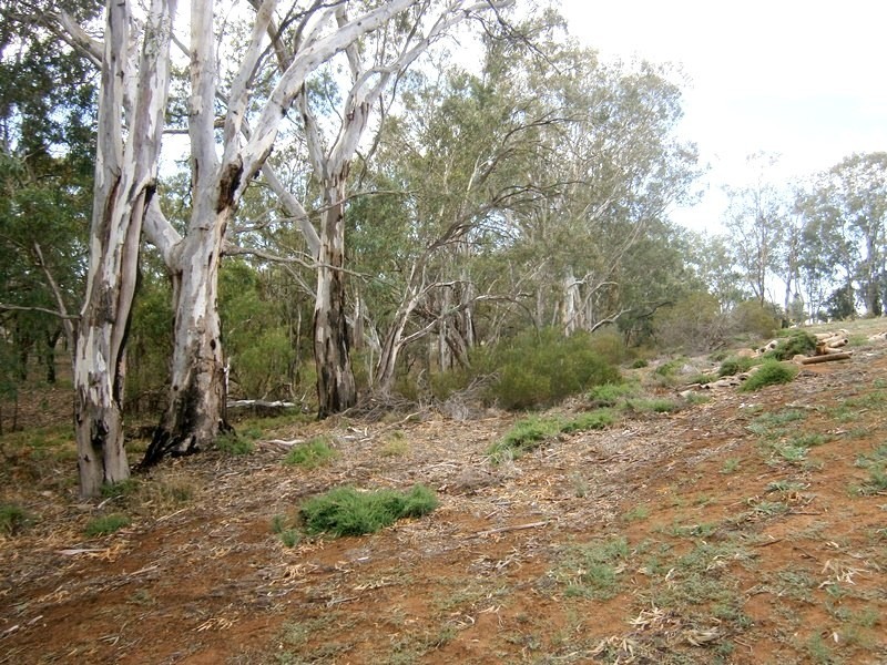 Lots 5 and 6 Law Road, Waikerie SA 5330