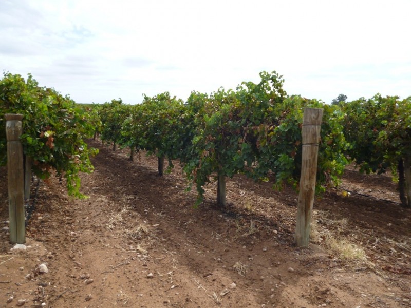 92 Reichstein Road, PYAP via, Loxton SA 5333