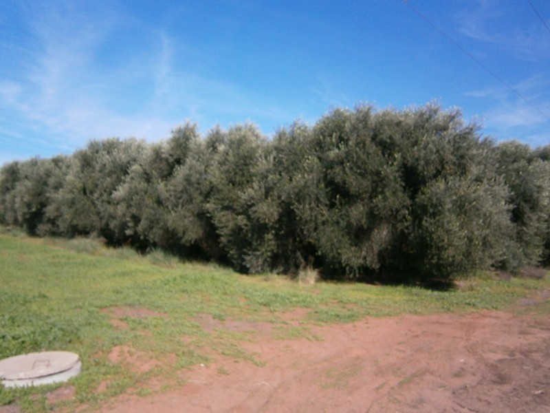 20 Crocker Road, Ramco SA 5322