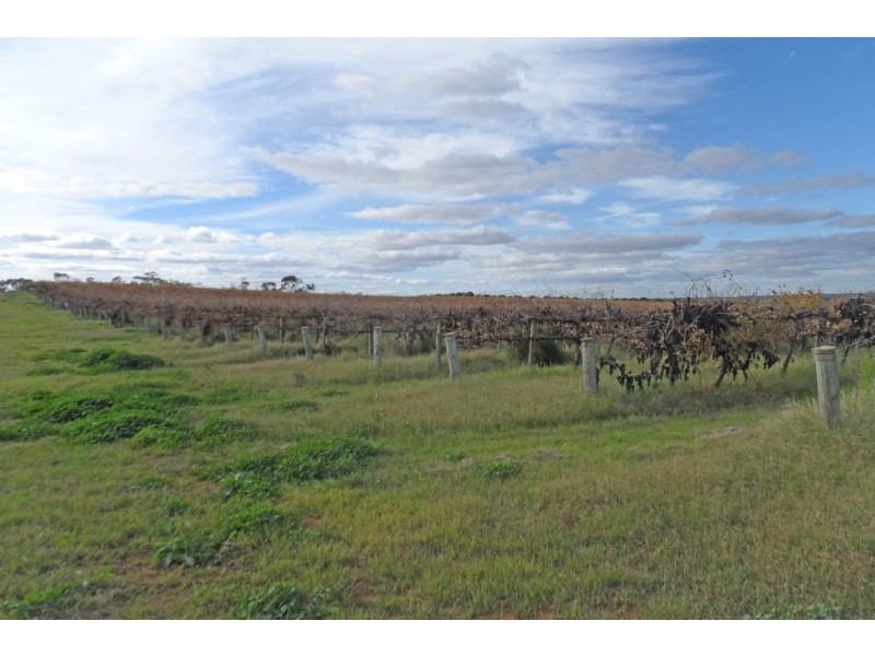 305 Old Cooltong Road, Renmark SA 5341
