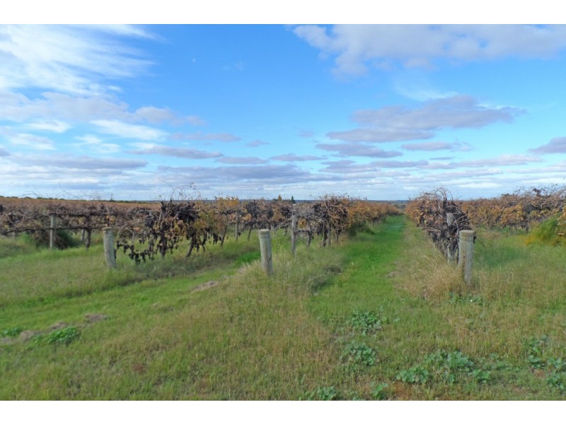305 Old Cooltong Road, Renmark SA 5341