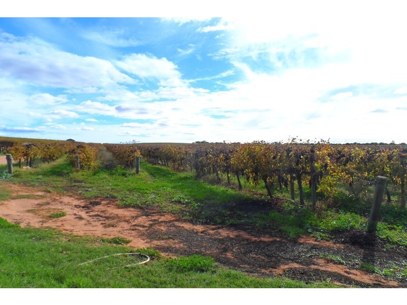 305 Old Cooltong Road, Renmark SA 5341