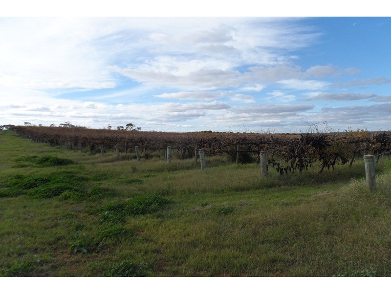 305 Old Cooltong Road, Renmark SA 5341