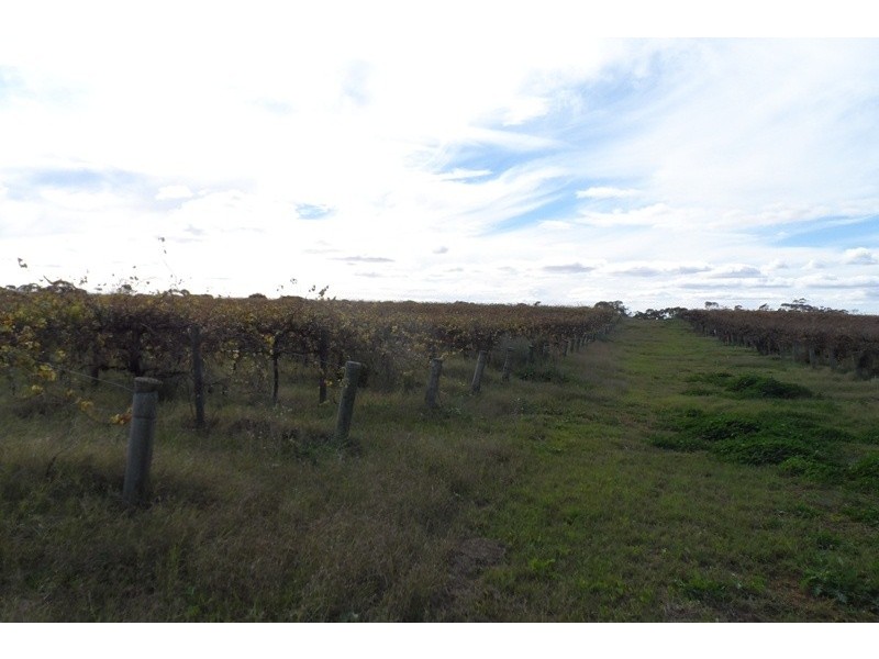 305 Old Cooltong Road, Renmark SA 5341