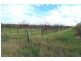 305 Old Cooltong Road, Renmark SA 5341