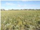 Allotment 11 Goolwa Street, Renmark SA 5341