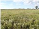 Allotment 11 Goolwa Street, Renmark SA 5341