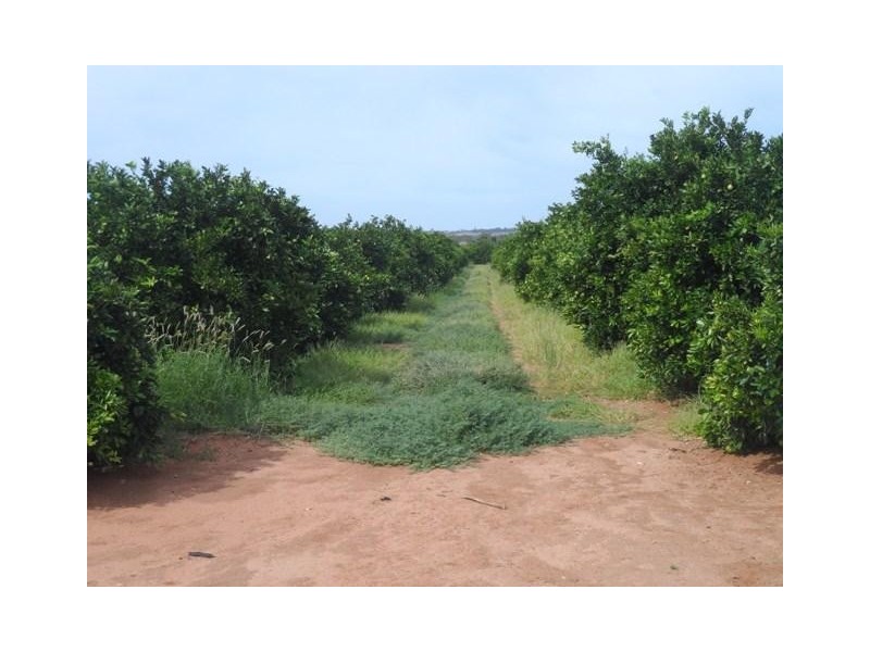 LOT 37 GOGEL RD, Moorook SA 5332