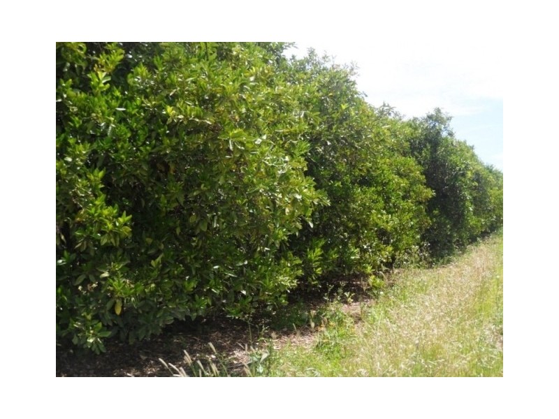 Lot 55 and 88 ANDERSON RD, Loxton SA 5333