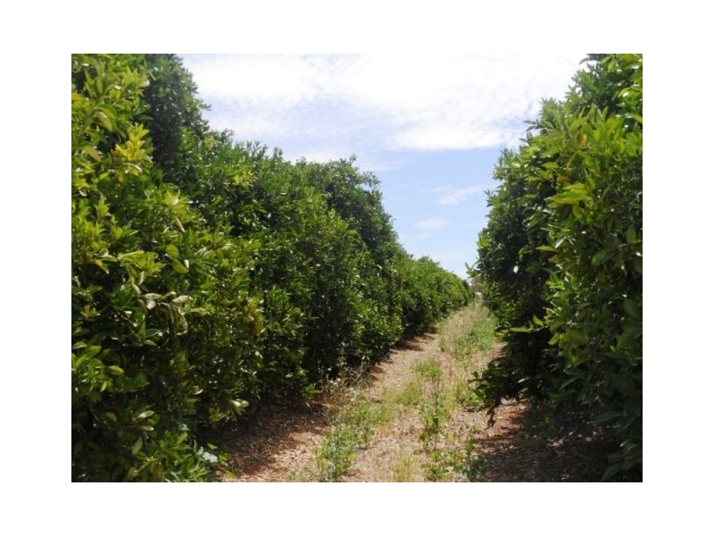 Lot 55 and 88 ANDERSON RD, Loxton SA 5333