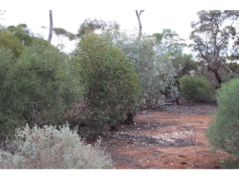 907 Thiele Road, Loveday SA 5345