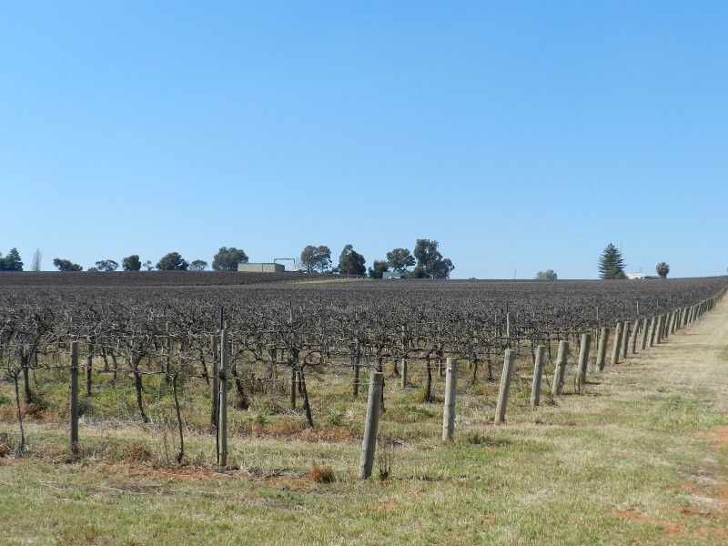 121 Elephant Trunk Road, Cobdogla SA 5346