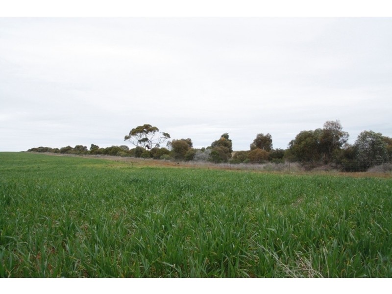 Secs 8 and 19 Hundreds of Allen and Mantung, Caliph SA 5310