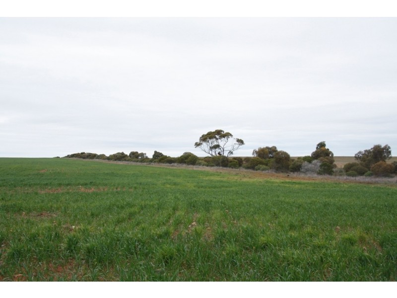 Secs 8 and 19 Hundreds of Allen and Mantung, Caliph SA 5310