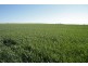 - Rural Land In Hundreds of Allen and Mindarie, Wanbi SA 5310