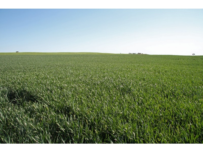 - Rural Land In Hundreds of Allen and Mindarie, Wanbi SA 5310