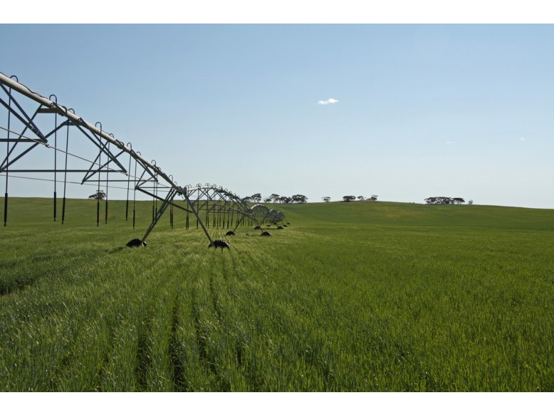 - Rural Land In Hundreds of Allen and Mindarie, Wanbi SA 5310