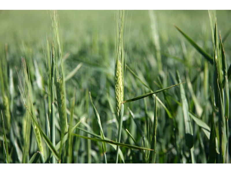 - Rural Land In Hundreds of Allen and Mindarie, Wanbi SA 5310