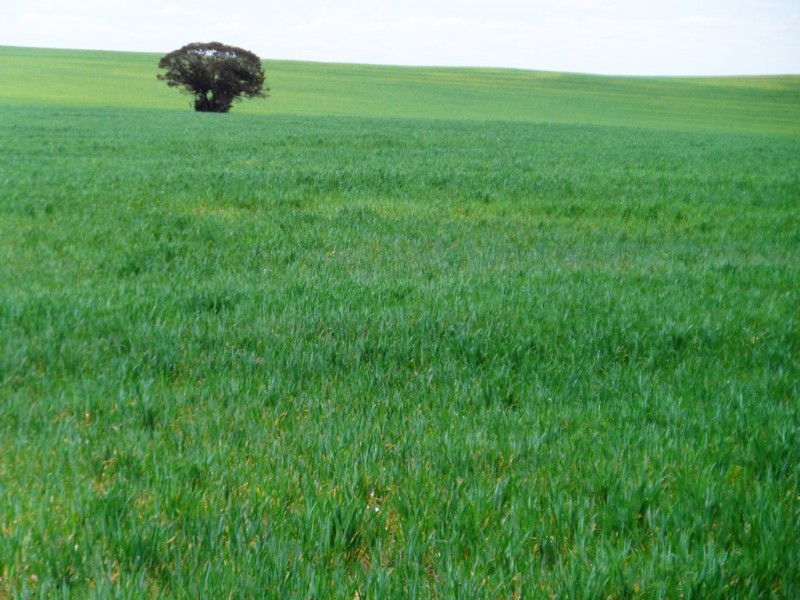 - Rural Land In Hundreds of Allen and Mindarie, Wanbi SA 5310