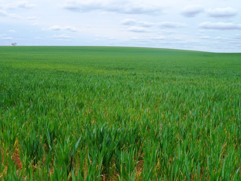 - Rural Land In Hundreds of Allen and Mindarie, Wanbi SA 5310