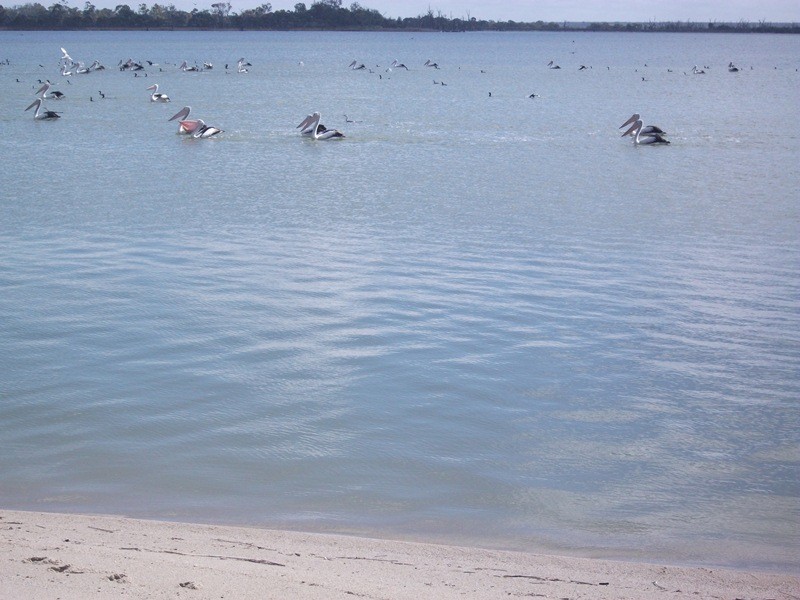 Unit 3/86 Nookamka Terrace, Barmera SA 5345