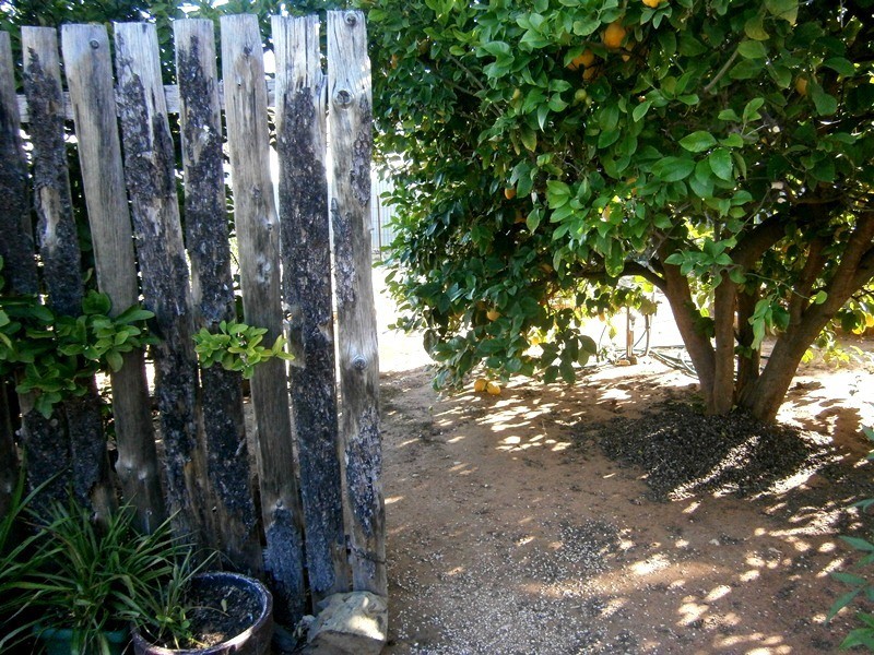 8 Civic Avenue, Waikerie SA 5330