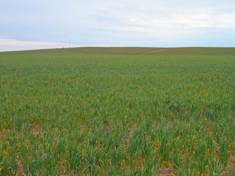 2349 West Boundary Road, Wappilka SA 5332