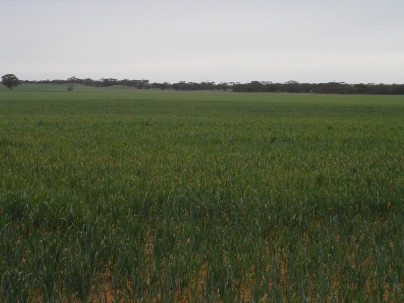 2349 West Boundary Road, Wappilka SA 5332