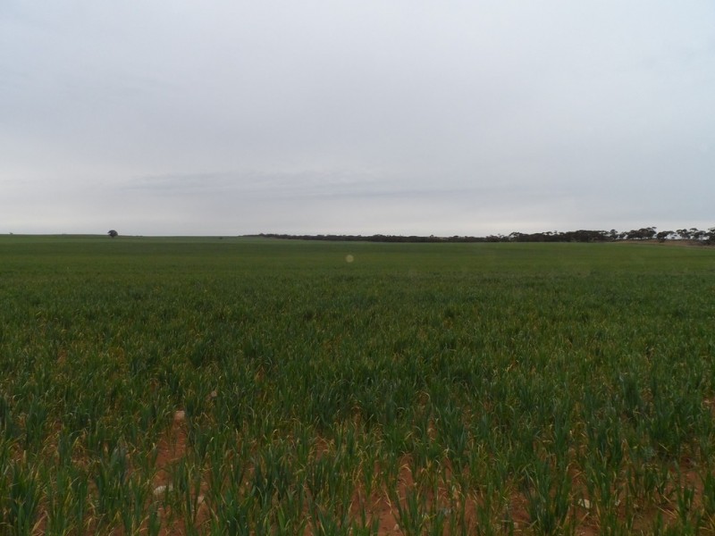 2349 West Boundary Road, Wappilka SA 5332