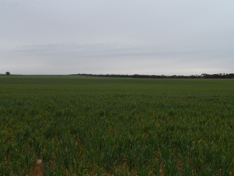 2349 West Boundary Road, Wappilka SA 5332