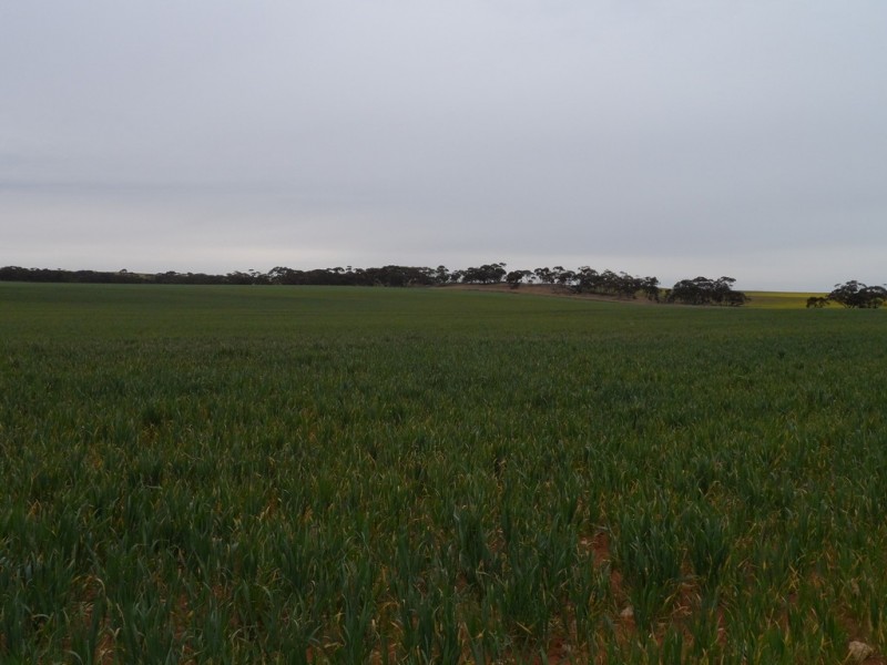 2349 West Boundary Road, Wappilka SA 5332