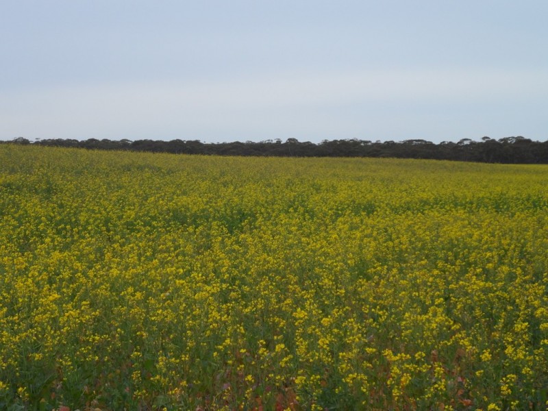 2349 West Boundary Road, Wappilka SA 5332