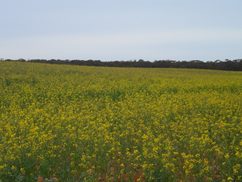 2349 West Boundary Road, Wappilka SA 5332